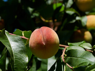 Autum peaches ripening in a tree in the sunshine