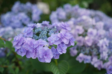 a close up of a blue hydrangea in the green forest