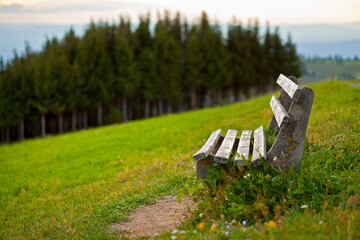 wooden bench in peaceful situation on a mountain in front of green gras and forest
