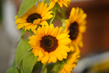 Obraz premium a bouquet of sunflower close up