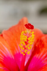 Reproductive organs of a orange Hibiscus flower (Hibiscus rosa-sinensis) on blurred background © Csar
