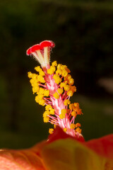 Reproductive organs of a orange Hibiscus flower (Hibiscus rosa-sinensis) on blurred background © Csar
