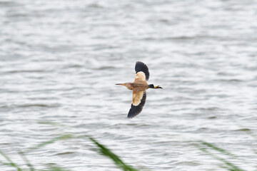 ヨシゴイ飛翔(Yellow bittern)