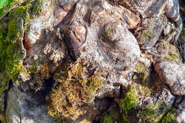 Wooden structure of tree trunk and roots 