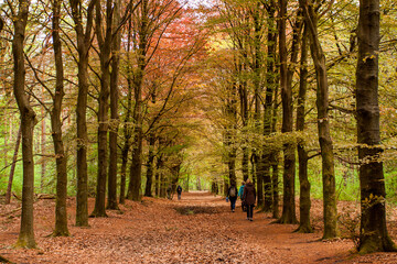 Hikers in a colorful beech tree alley in early spring 