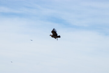 wild condor