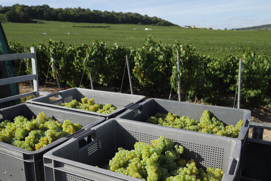 Vendanges en Champagne