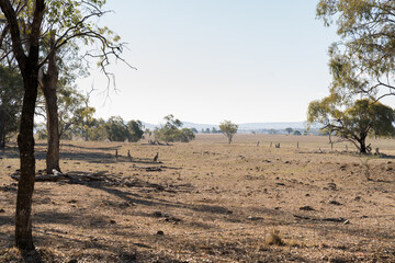 Kangaroos in dry paddock on the Darling Downs, outback Queensland, during drought
