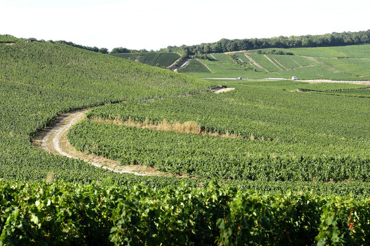 Vignes &agrave; Vertus