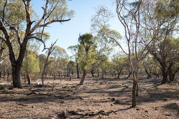 Dry and parched paddock with dying trees on the Darling Downs during drought in Queensland