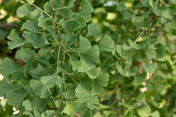 Ginkgo leaves in summer. Ginkgo biloba known as the maidenhair tree.Very old species native to China.