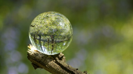 Glass Lens Crystal Photographic Sphere Ball showing magnified and inverted images in Bluebell woods