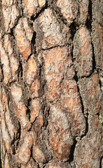 Pine tree bark