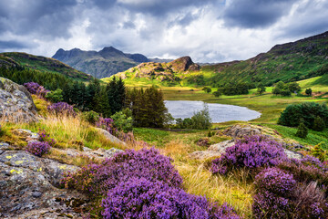 The view of Blea Tarn in the Lake District with heather in bloom.