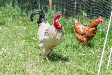 Poule