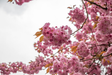 rosa Kirschblüten an Kirschbaum(Sakura) im Frühling vor weißem Hintergrund