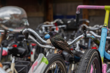Vogel Star mit dunklem schillerndem Gefieder sitz zwischen geparkten Fahrrädern in Amsterdam,...