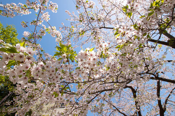 桜の木