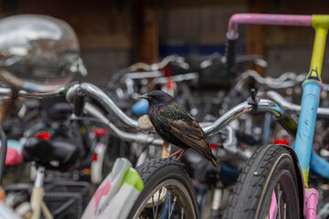 Fototapete bei efototapeten.de bestellen   