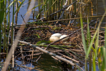 Nest with eggs of great crested grebe hidden in reeds