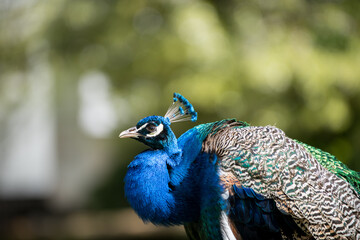 Fototapeta premium paw