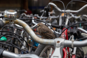 junger Vogel Star mit braunem Gefieder sitzt zwischen geparkten Fahrrädern in Amsterdam, nähe Amsterdam Centraal
