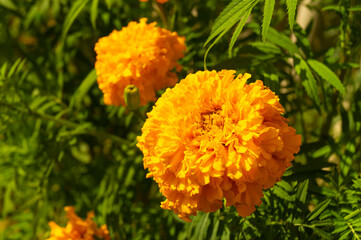 Tagetes erecta on background green sheet in year garden