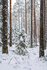 Fototapeta premium Snow covered young spruce in the winter forest, pine tree trunks and snow, Nuuksio national park, Espoo, Finland