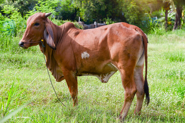 Cows standing no the green grass Thailand.