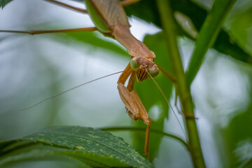 A Chinese Mantis patiently waits for hapless pray to wander in range.