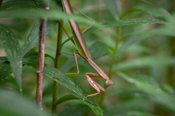 A large Chinese Mantis patiently waits for hapless pray to wander in range.