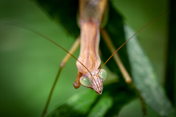 A large Chinese Mantis looks up as it patiently waits for hapless pray to wander in range.