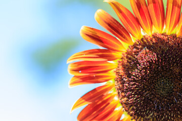 赤いヒマワリ　長崎鼻　大分県豊後高田市　Red Sunflower Nagasakibana Ooita-ken Bungotakata city