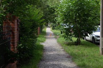 Tigerkatze sitzt auf Weg
