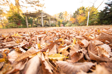 秋　紅葉　落ち葉