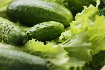 Cucumbers lettuce and dill on the table macro