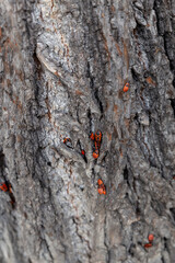 Feuerwanzen (Pyrrhocoridae) sitzen auf der Rinde eines Baumes