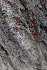 Feuerwanzen (Pyrrhocoridae) sitzen auf der Rinde eines Baumes