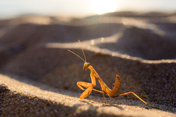 A praying mantis sits on a sandy beach. Sunset time. Praying mantis looks at the camera.