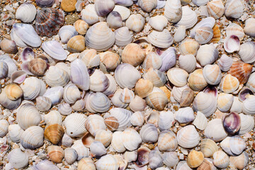 Fototapeta premium Lots of seashells on the beach. Background on the marine theme.