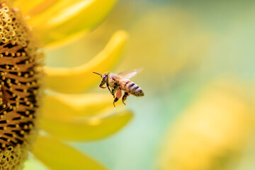 ひまわりとミツバチ　長崎鼻　大分県豊後高田市　Sunflower and Bee Nagasakibana Ooita-ken Bungotakata city