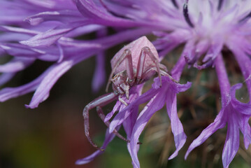 Lila Krabbenspinne auf einer Blüte / Purple crab spider on a flower - obrazy, fototapety, plakaty
