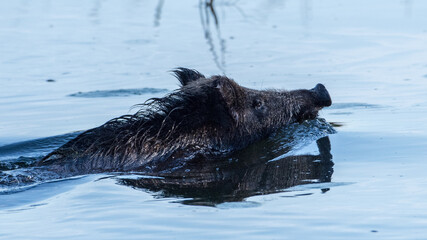 Wildschwein im Wasser