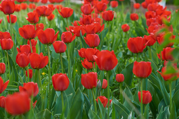 field of red tulips in private garden