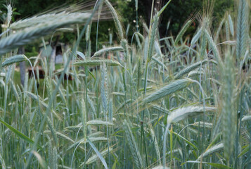 the stalks of rye in the wind