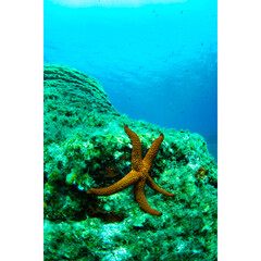starfish on the rock and blue sea behind