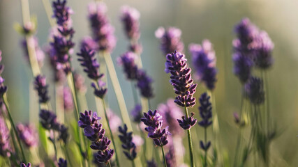close-up lavender flowers in the garden