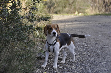 Perro beagle en el campo observando 