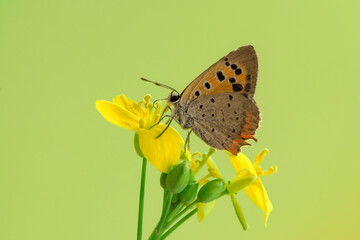 а little butterfly Lycaena thersamon on a field flower on a summer day in a forest glade