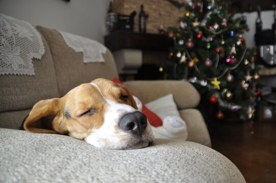 Mascota durmiendo en el sofá, detrás una chimenea y un árbol de navidad